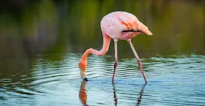 American Flamingo, Las Bachas
