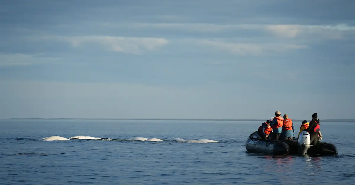 Beluga whales and Zodiac in the Hudson Bay, Churchill, Canada.