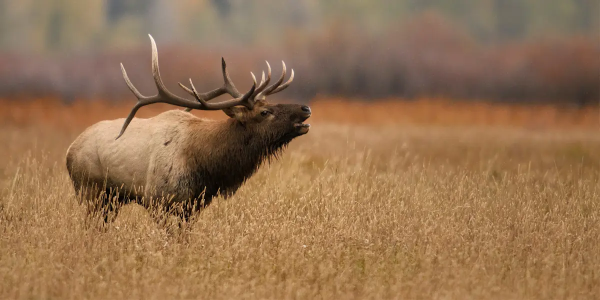 Elk, Yellowstone National Park, Wyoming.