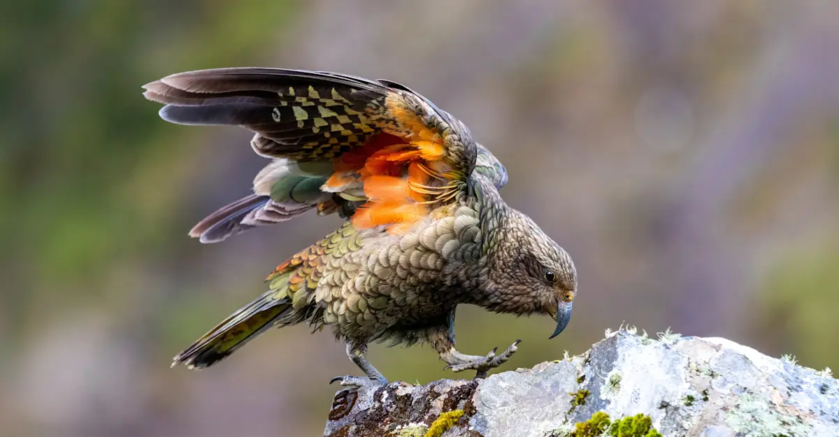 Kea, Arthur’s Pass, New Zealand.