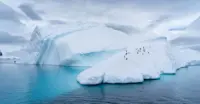 Penguins, Antarctica.