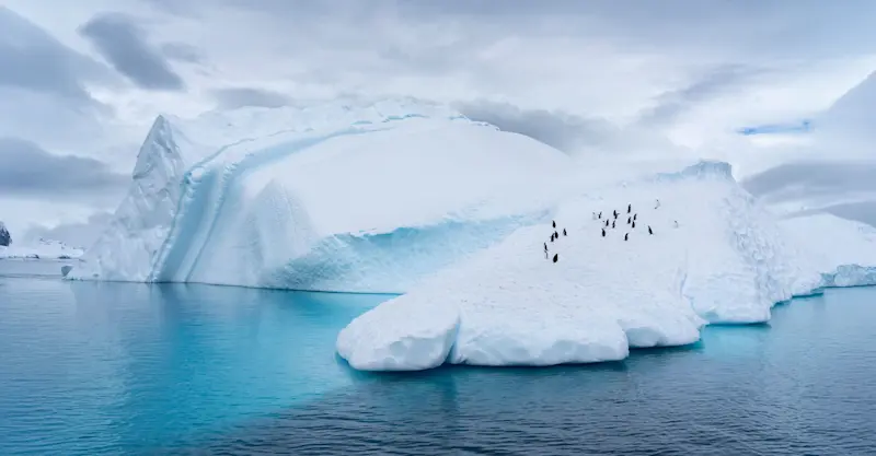 Penguins, Antarctica.