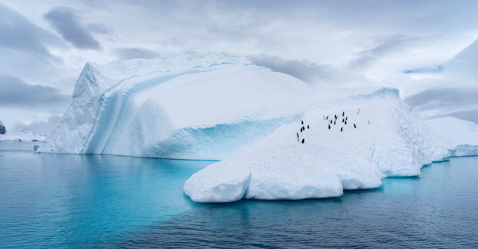 Penguins, Antarctica.