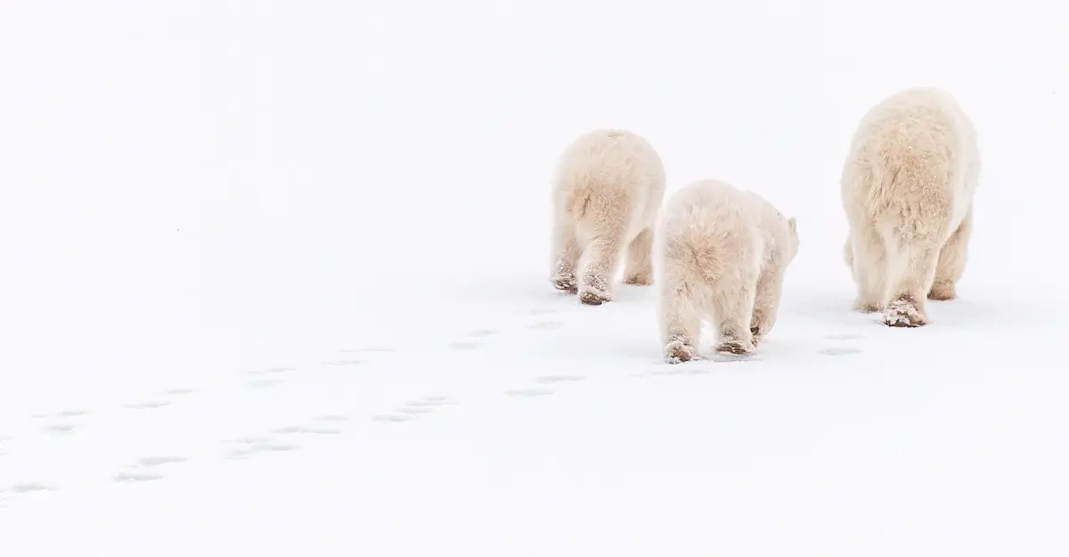 Churchill, Canada.