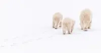 Churchill, Canada