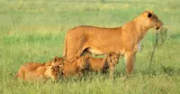 Lioness and cubs, Kalahari, Botswana.