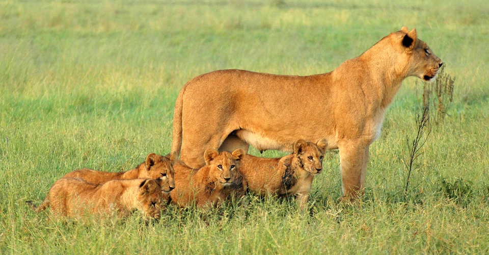 Lioness and cubs, Kalahari, Botswana.