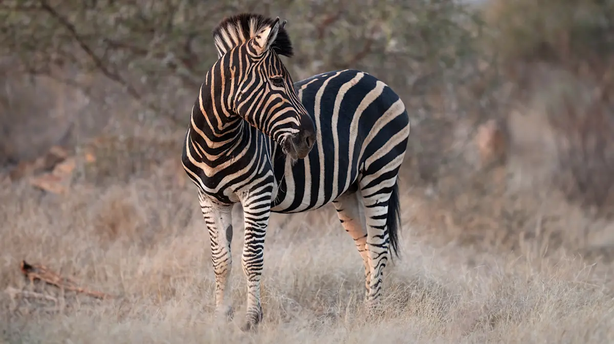 Zebra, Linyanti Private Reserve, Botswana.