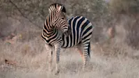 Zebra, Linyanti Private Reserve, Botswana.