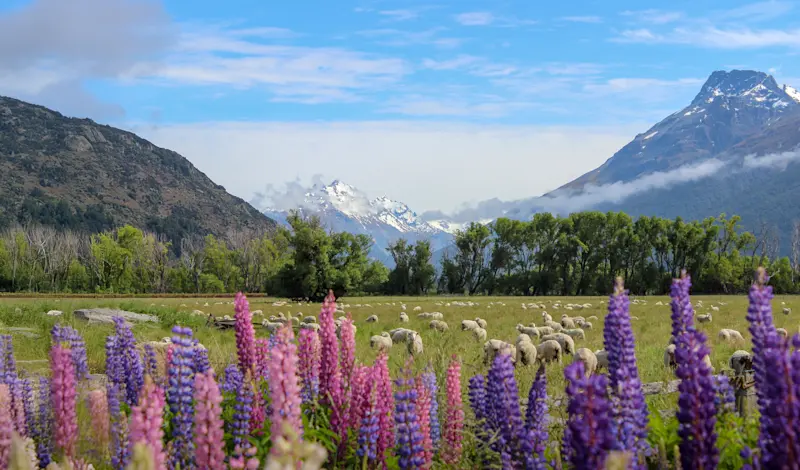 Lambs grazing, New Zealand.