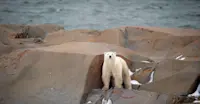 Polar bear, Hudson Bay, Churchill