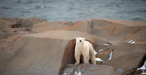 Polar bear, Hudson Bay, Churchill