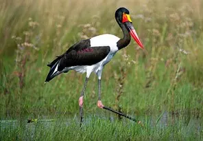 Beforeyougo|Tubu Camp