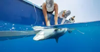 Earthwatch Expeditions guests tag a shark, Belize.