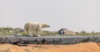 Polar Bear, Summer in Churchill