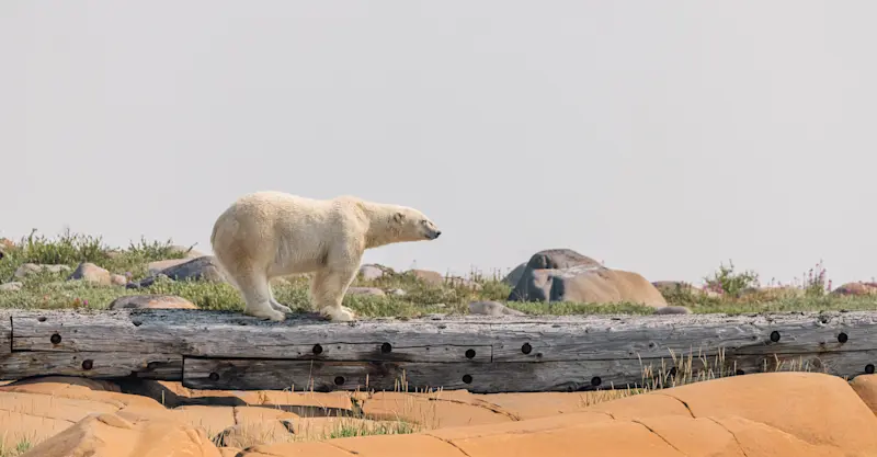 Polar Bear, Summer in Churchill
