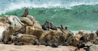 Cape fur seals, Skeleton Coast National Park, Namibia.