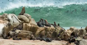 Cape fur seals, Skeleton Coast National Park, Namibia.