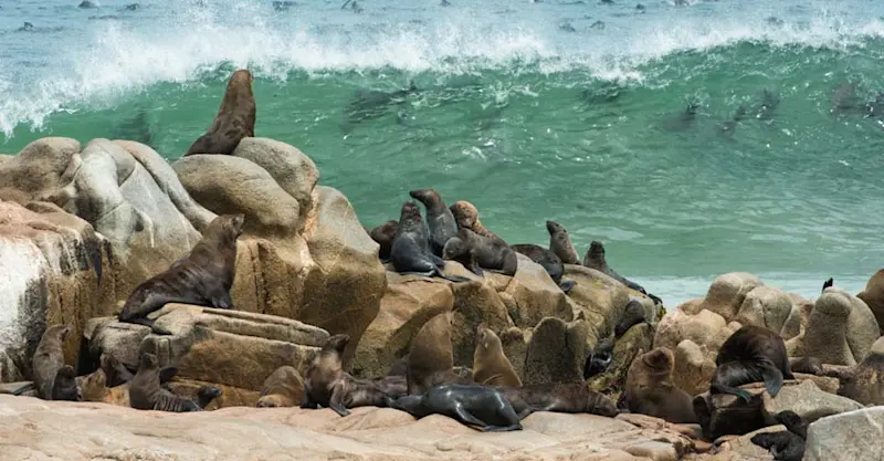 Cape fur seals, Skeleton Coast National Park, Namibia.