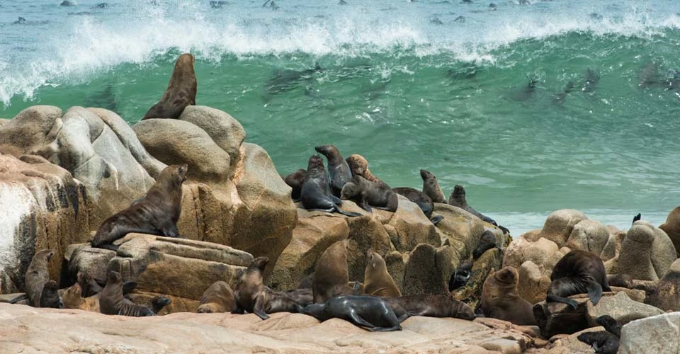 Cape fur seals, Skeleton Coast National Park, Namibia.
