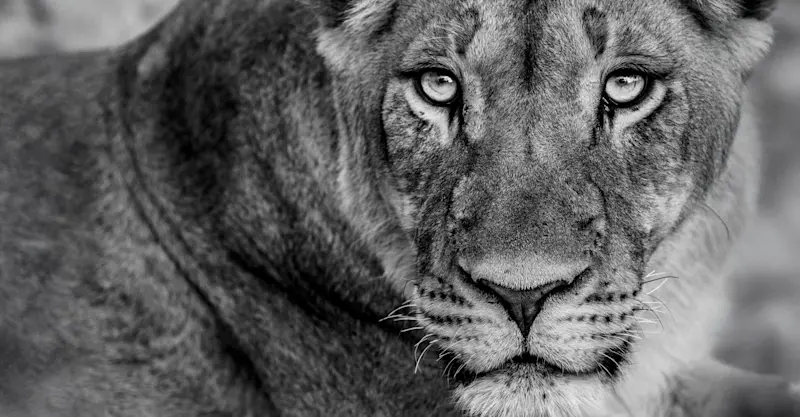 Lion Portrait, Tswalu Kalahari, South Africa