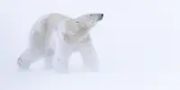 Polar bear, Churchill, Manitoba.