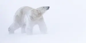 Polar bear, Churchill, Manitoba.