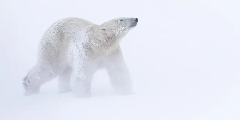 Polar bear, Churchill, Manitoba.