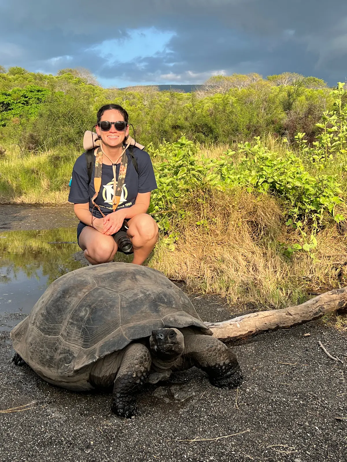 Large tortoise in Galapagos. 