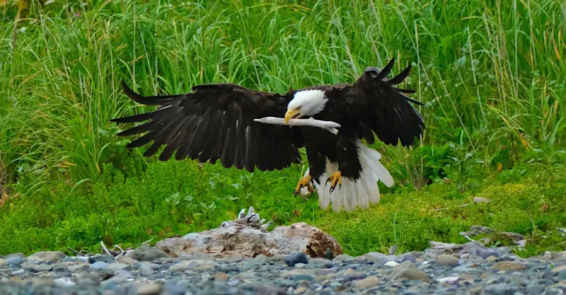 Bald eagle, Lake Clark National Park & Preserve, Alaska.