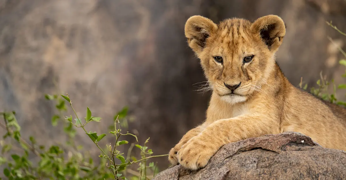 Lion cub, Serengeti National Park, Tanzania.