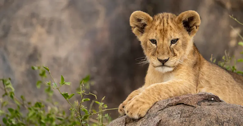 Lion cub, Serengeti National Park, Tanzania.