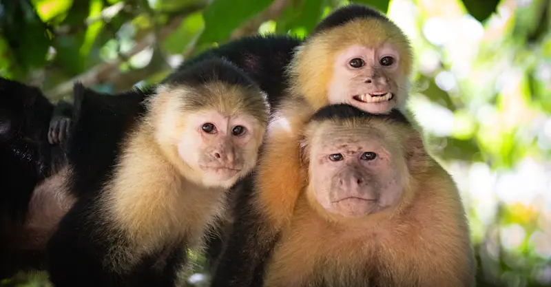 Monkeys, Costa Rica