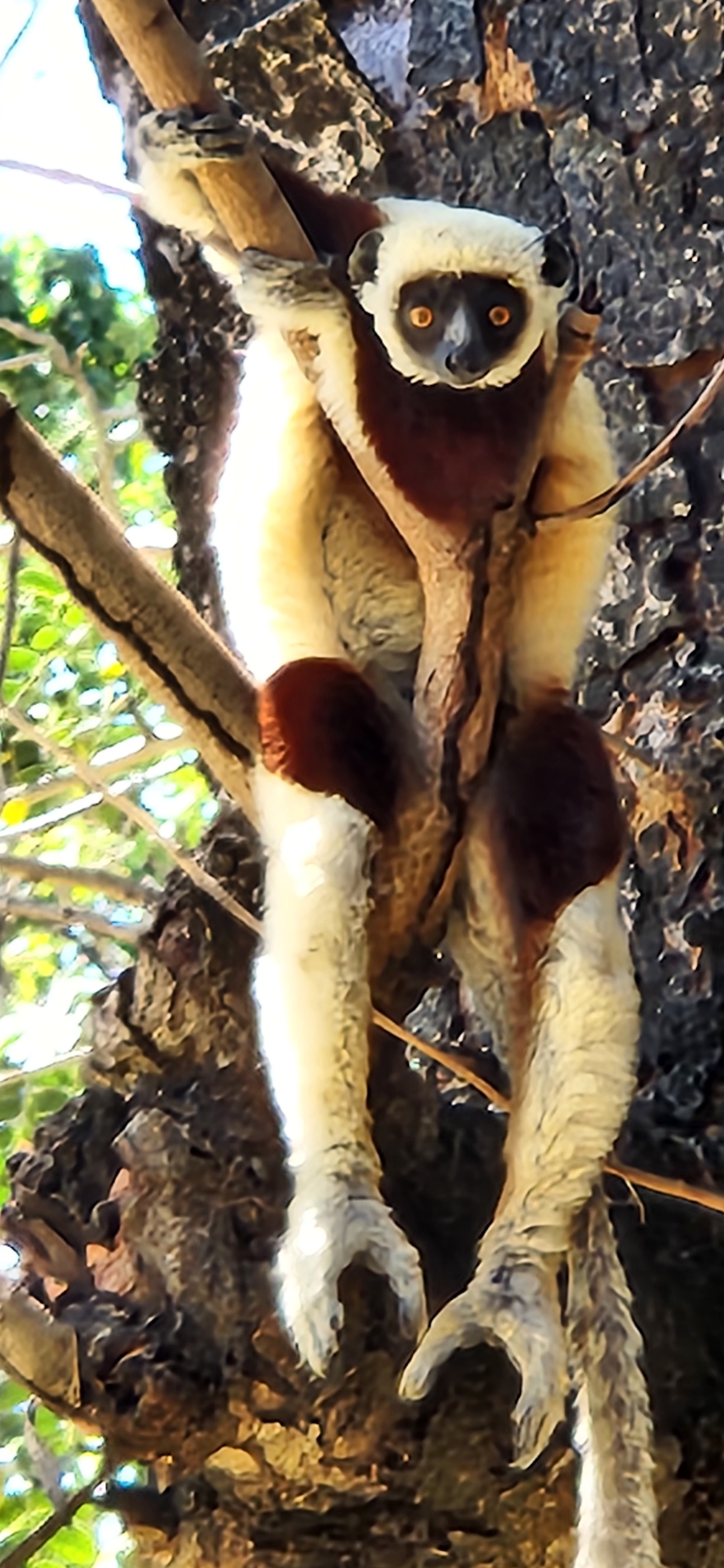Lemur at Anjajavy Lodge in Madagascar. 