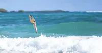 Slideshow Thumbnail 3 of 18