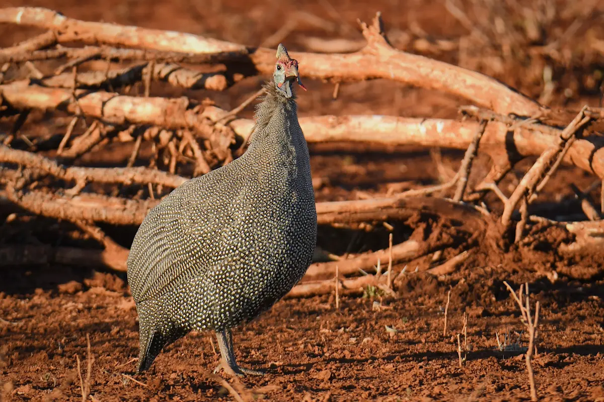 Helmeted guineafowl, MalaMala Private Reserve, South Africa.