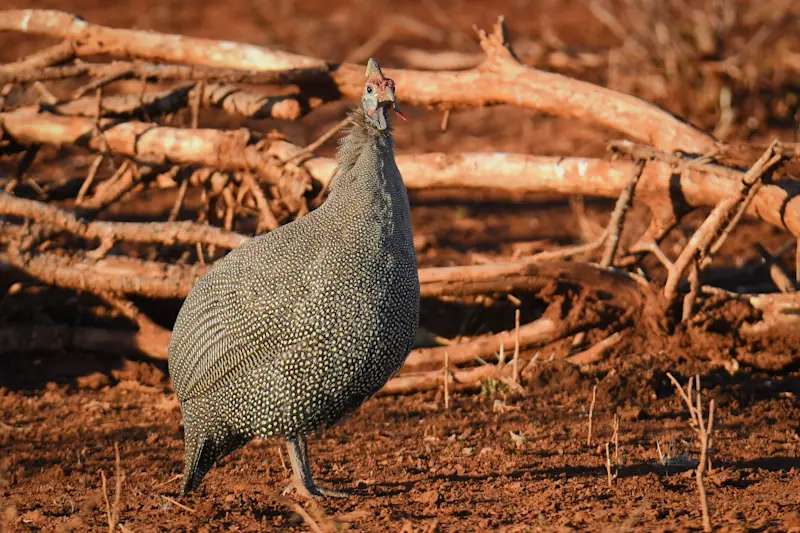 Helmeted guineafowl, MalaMala Private Reserve, South Africa.