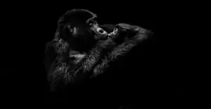 Mountain Gorillas, Bwindi Impenetrable Forest, Uganda. 