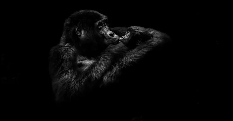 Mountain Gorillas, Bwindi Impenetrable Forest, Uganda. 