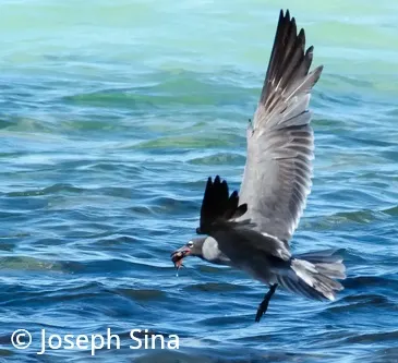 Beforeyougo|Galapagos|Birds|Lava Gull Joseph Sina