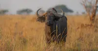 Buffalo, Madikwe Private Reserve, South Africa.