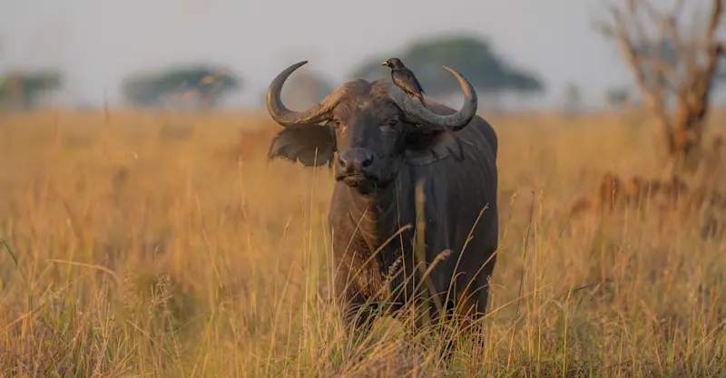 Buffalo, Madikwe Private Reserve, South Africa.
