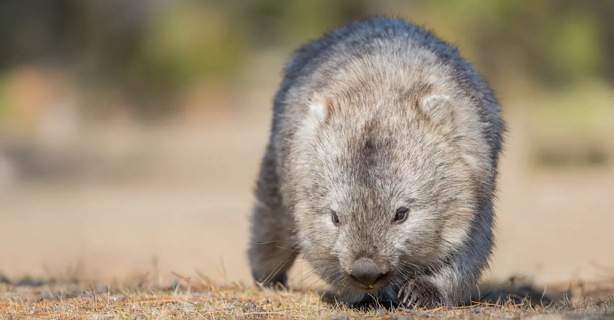 Wombat.