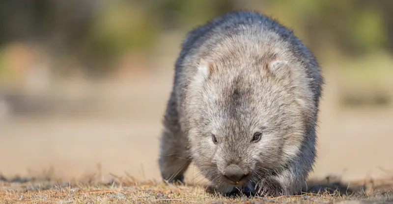 Wombat