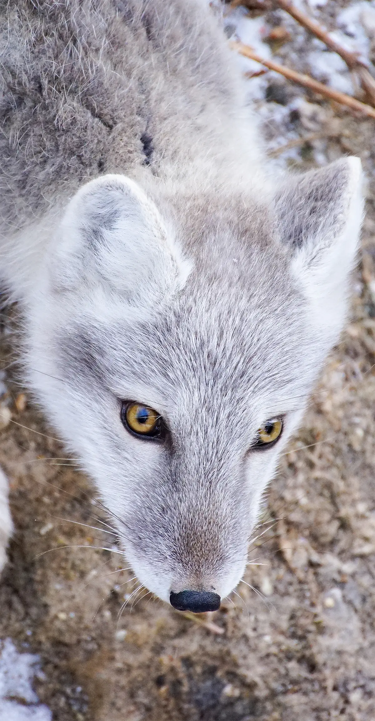Arctic fox.