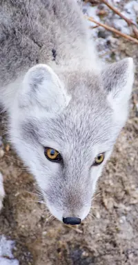 Arctic fox