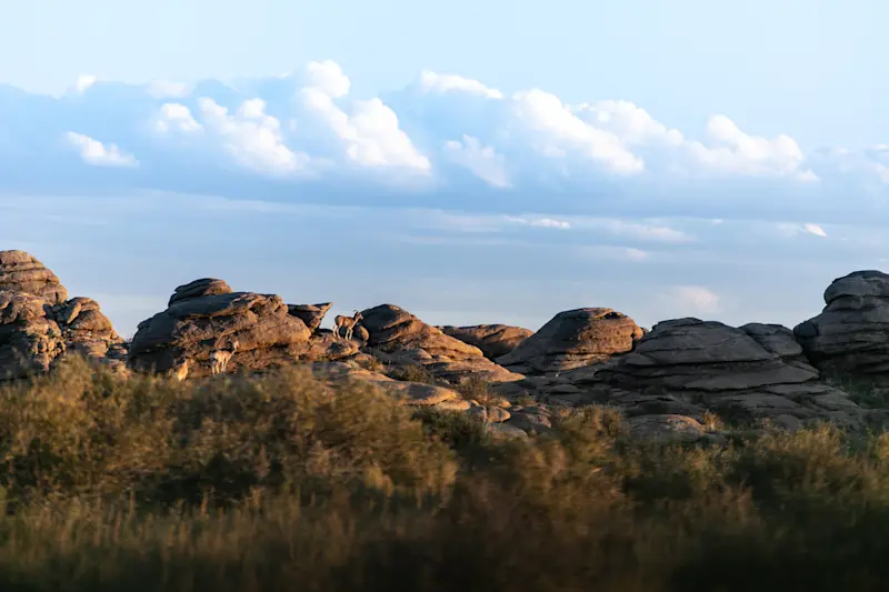 Argali sheep, Ikh Nart Nature Reserve, Mongolia.