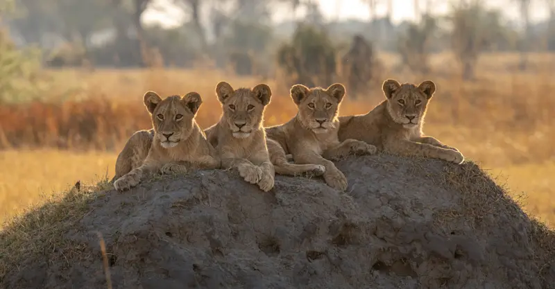 Lion cubs, Botswana
