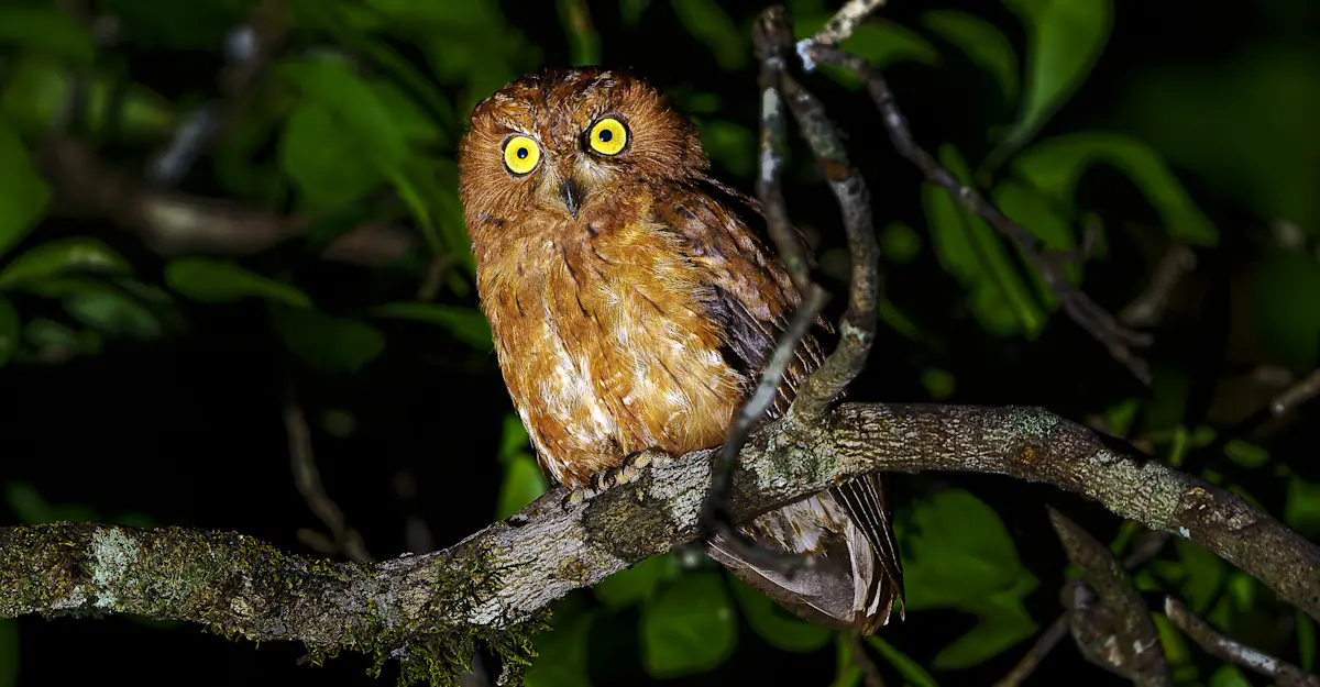 Madagascar Scops Owl, Madagascar.