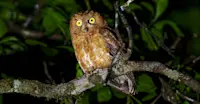 Madagascar Scops Owl, Madagascar.